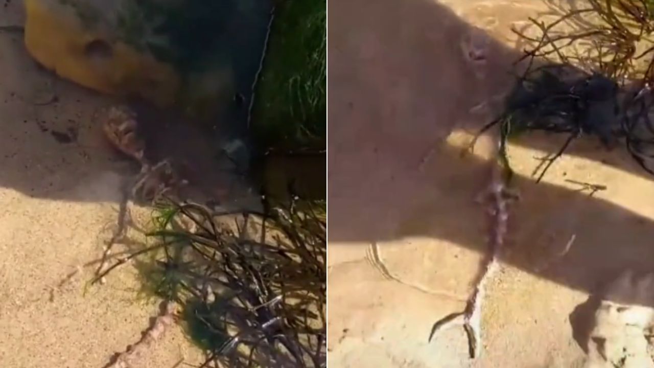 ¿Una sirena? Encuentran extraño esqueleto en un río