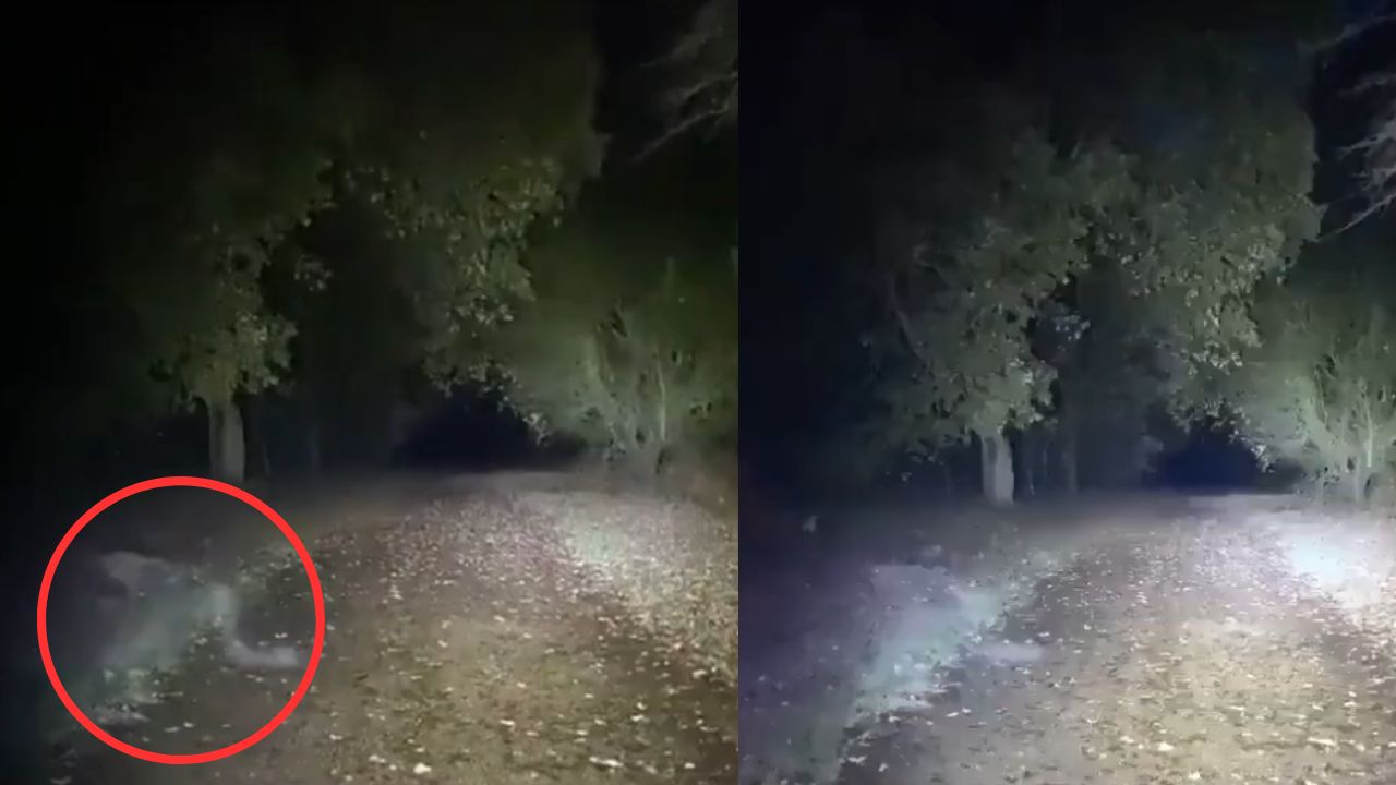 ¿Fantasma? Graban a extraña entidad en medio de un bosque
