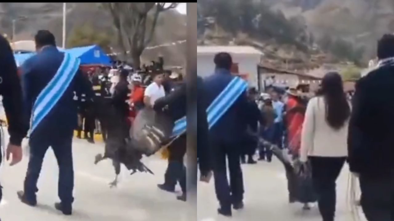 VÍDEO: Alcalde de municipo de Perú es grabado arrastrando un cóndor andino; será procesado penalmente