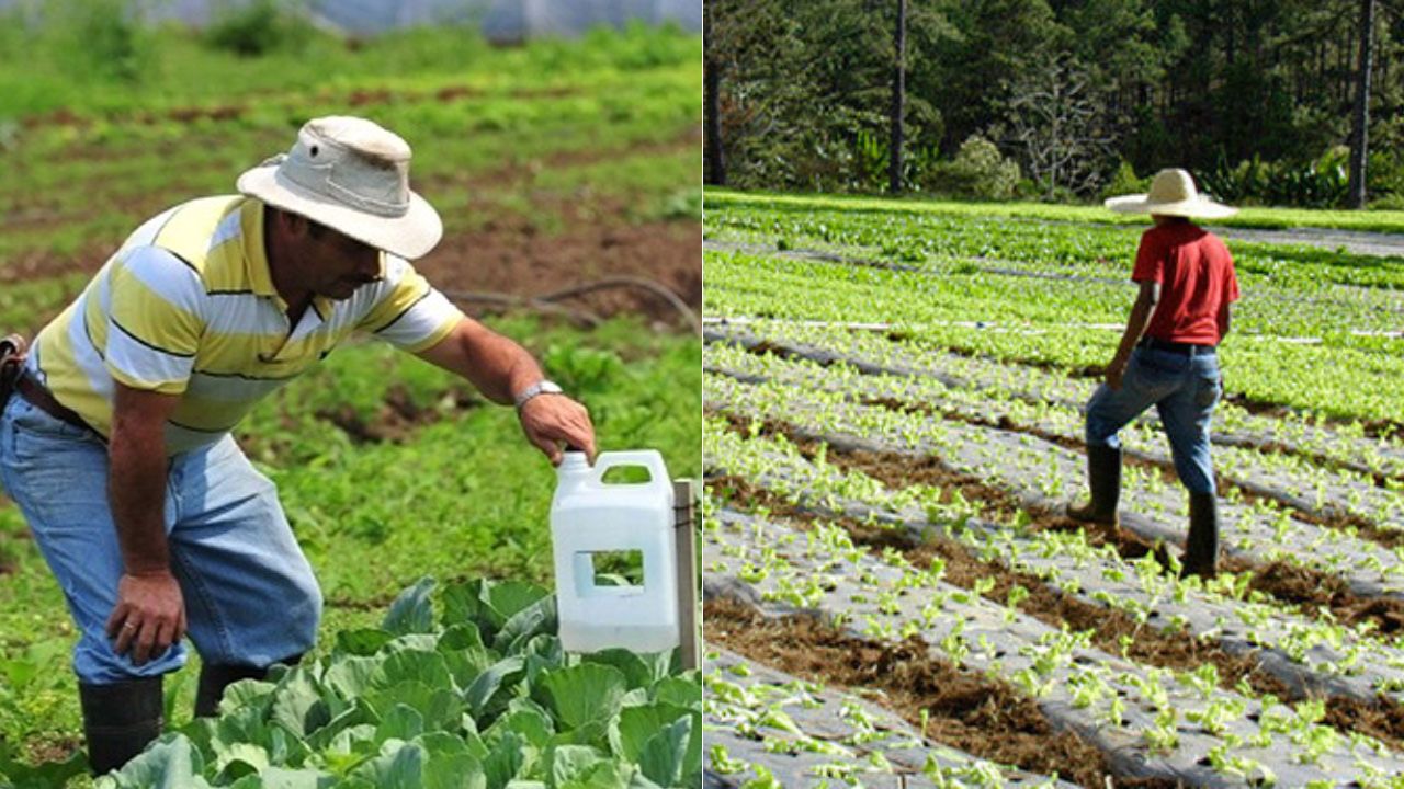 Imagen de Editorial HRN: Conspiraciones agrícolas