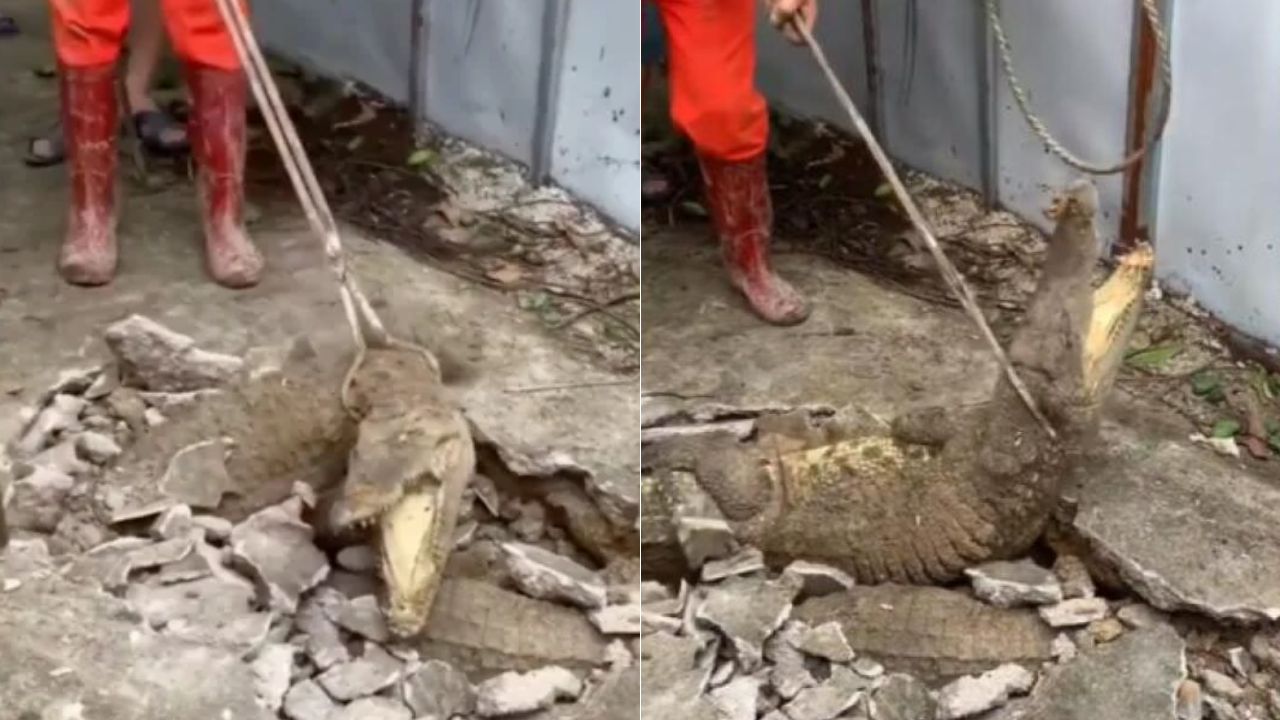 ¡Impactante video! Vecinos encuentran tres cocodrilos que vivían debajo de una acera