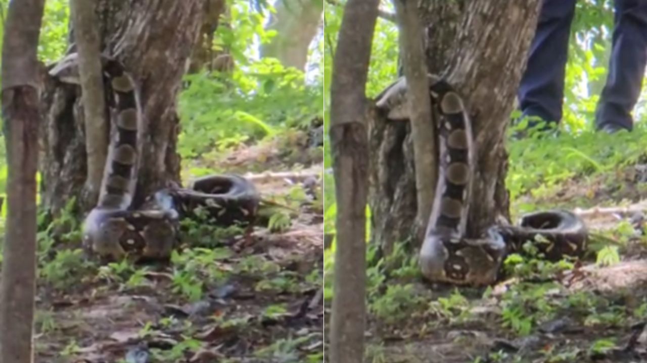 ¡De terror! Encuentran enorme boa colgada de un árbol en colonia de la capital