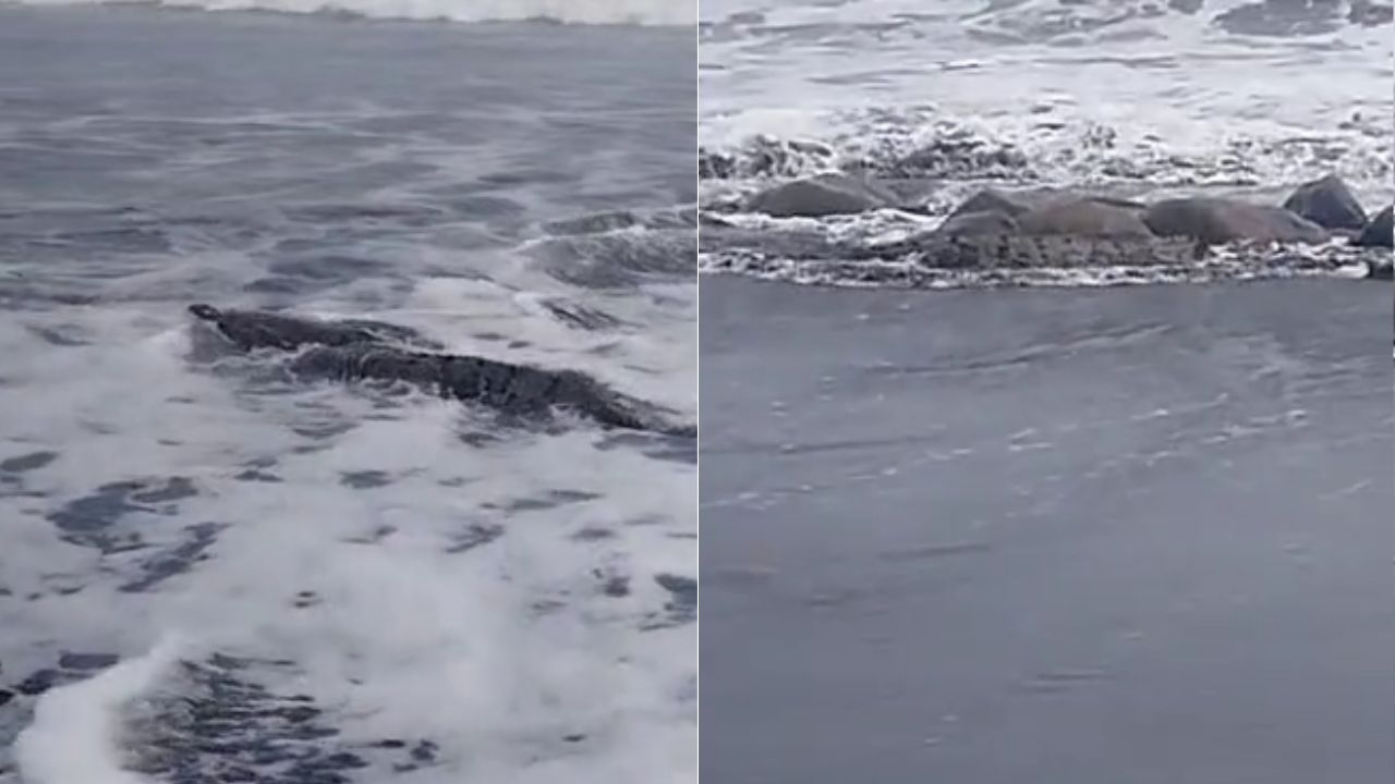 ¡De terror! Captan a enorme cocodrilo en una playa concurrida