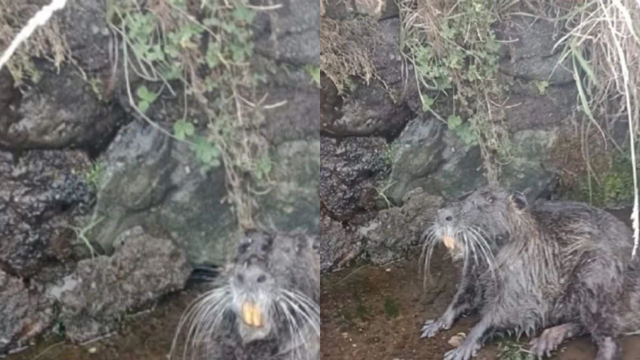 Hallazgo de extraño animal causa preocupación; aseguran que 'representa al diablo'