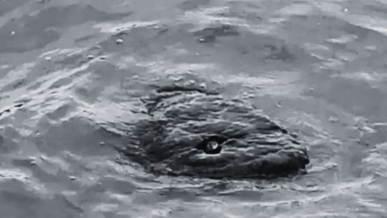 Hallan criatura misteriosa en río: descartan su parecido con cocodrilos
