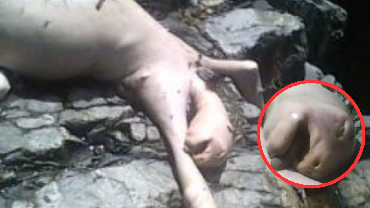 ¿Extraterrestre? Hallan extraña criatura en 'Cerro Azul'