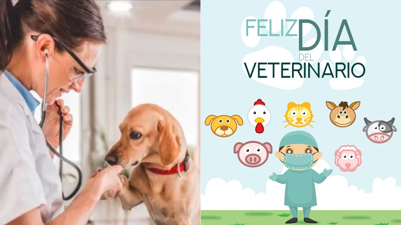 Frases para el Día del Veterinario: palabras para dedicar en esta fecha especial