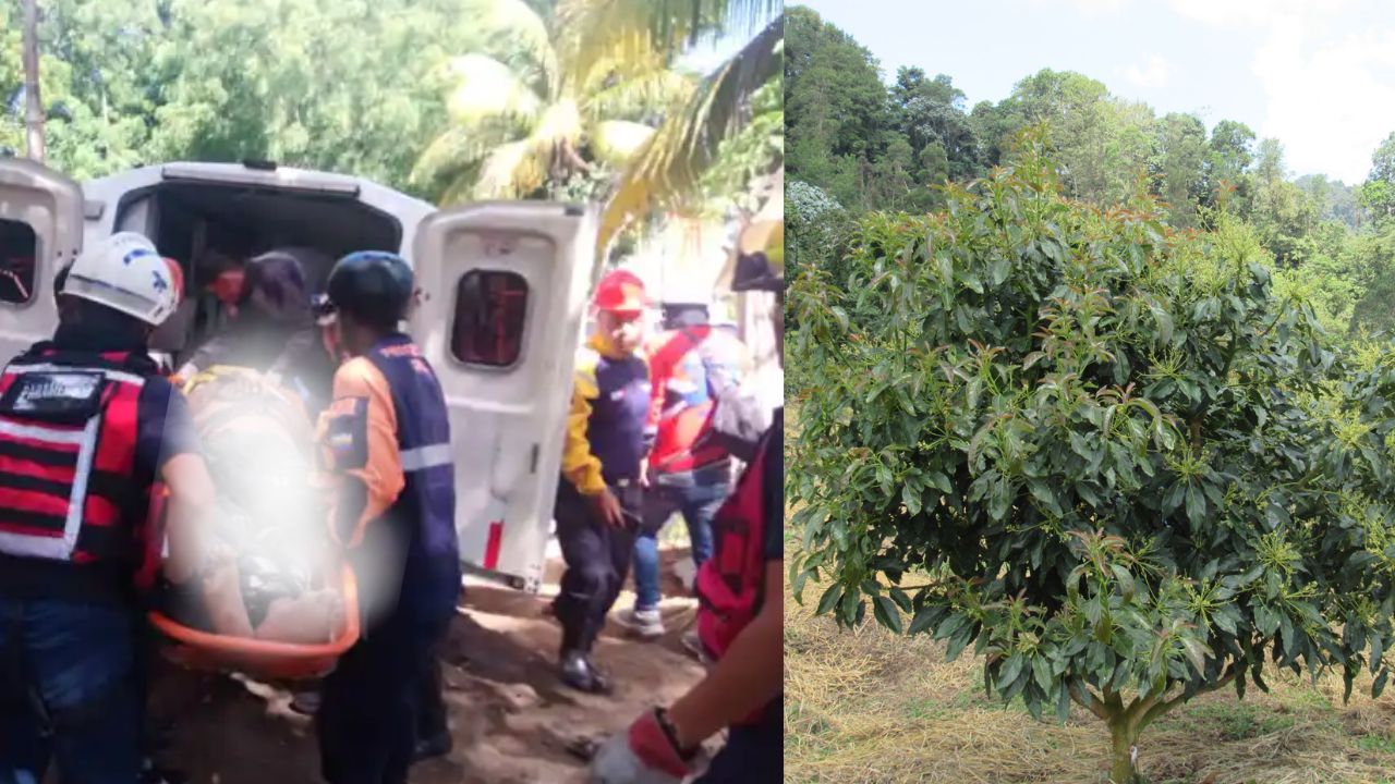 Hombre perdió la vida tras sufrir una descarga eléctrica cuando bajaba aguacates de un árbol
