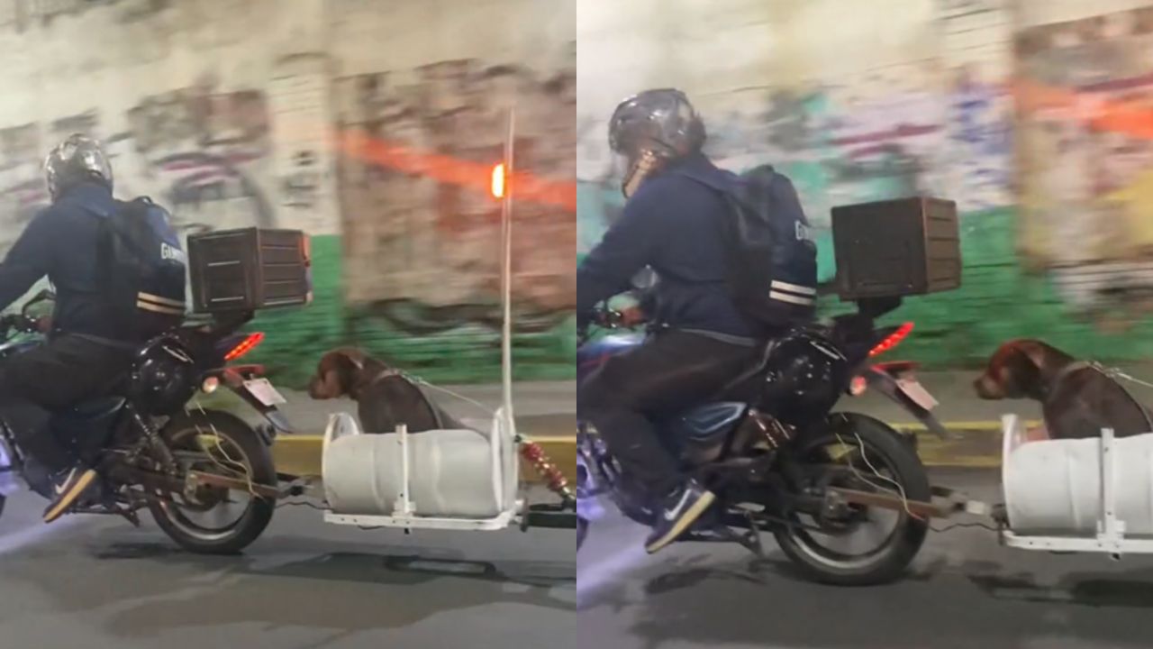 VIDEO: Hombre pasea con su perro en una motocicleta; le hizo un asiento especial