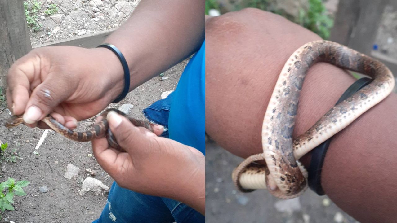 ¿Valiente? Hondureño agarra serpiente viva y la usa como brazalete en Cortés