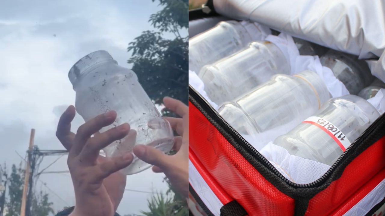 VÍDEO: Liberan miles de zancudos con Wolbachia en el Distrito Central