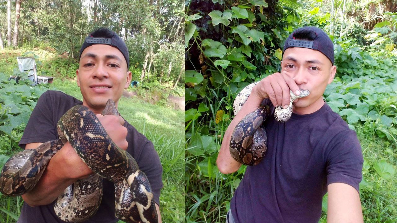 ¡El encantador de serpientes! Hondureño sujeta en sus brazos a una enorme boa y la besa