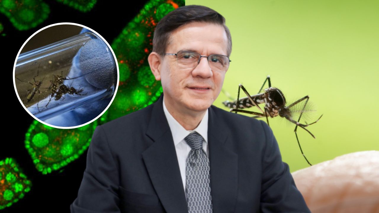 Lanzarán mosquito con Wolbachia para combatir el dengue en el DC