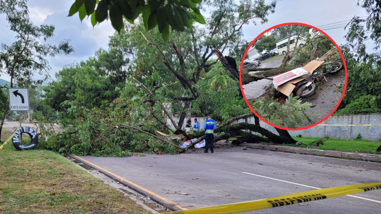 Motociclista pierde la vida al caerle un árbol cuando iba manejando en Villanueva, Cortés