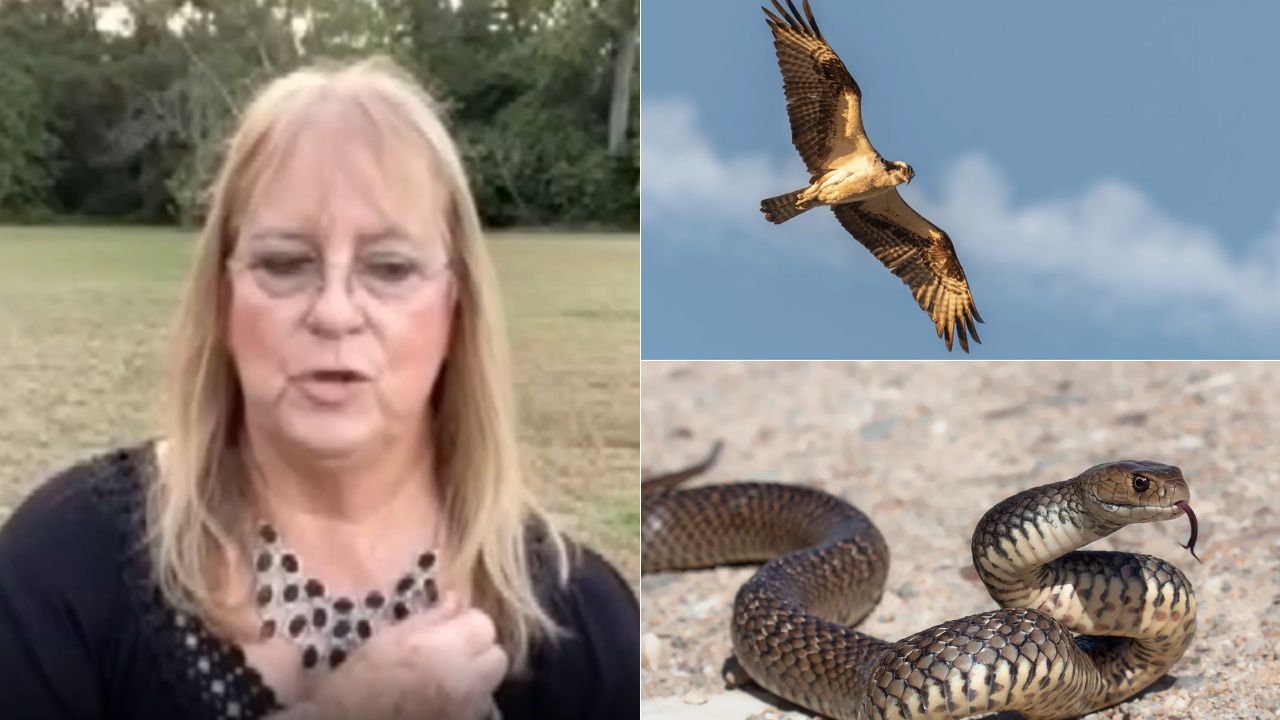 ¡Impactante! Mujer es atacada por una serpiente y segundos después por un halcón