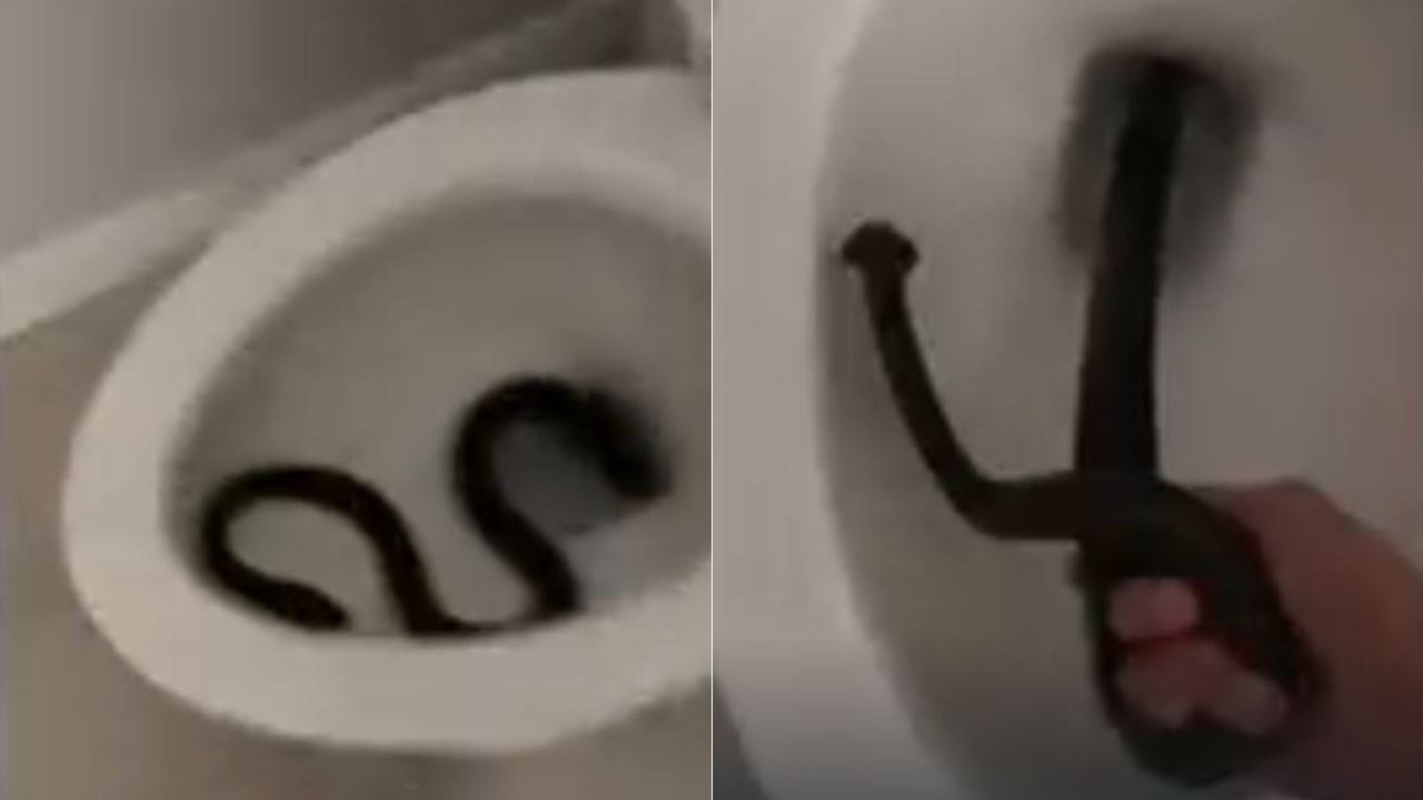 VIDEO: Mujer encuentra serpiente en el inodoro de su casa