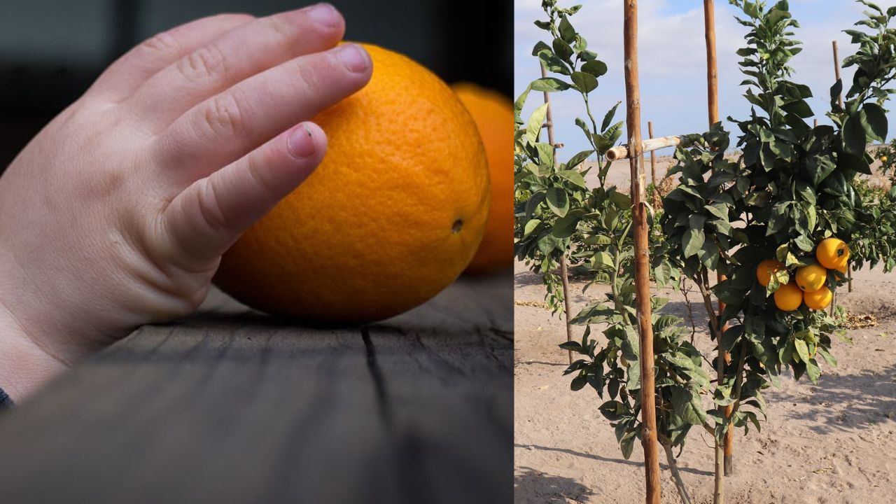 Niño pierde la vida electrocutado mientras recogía naranjas