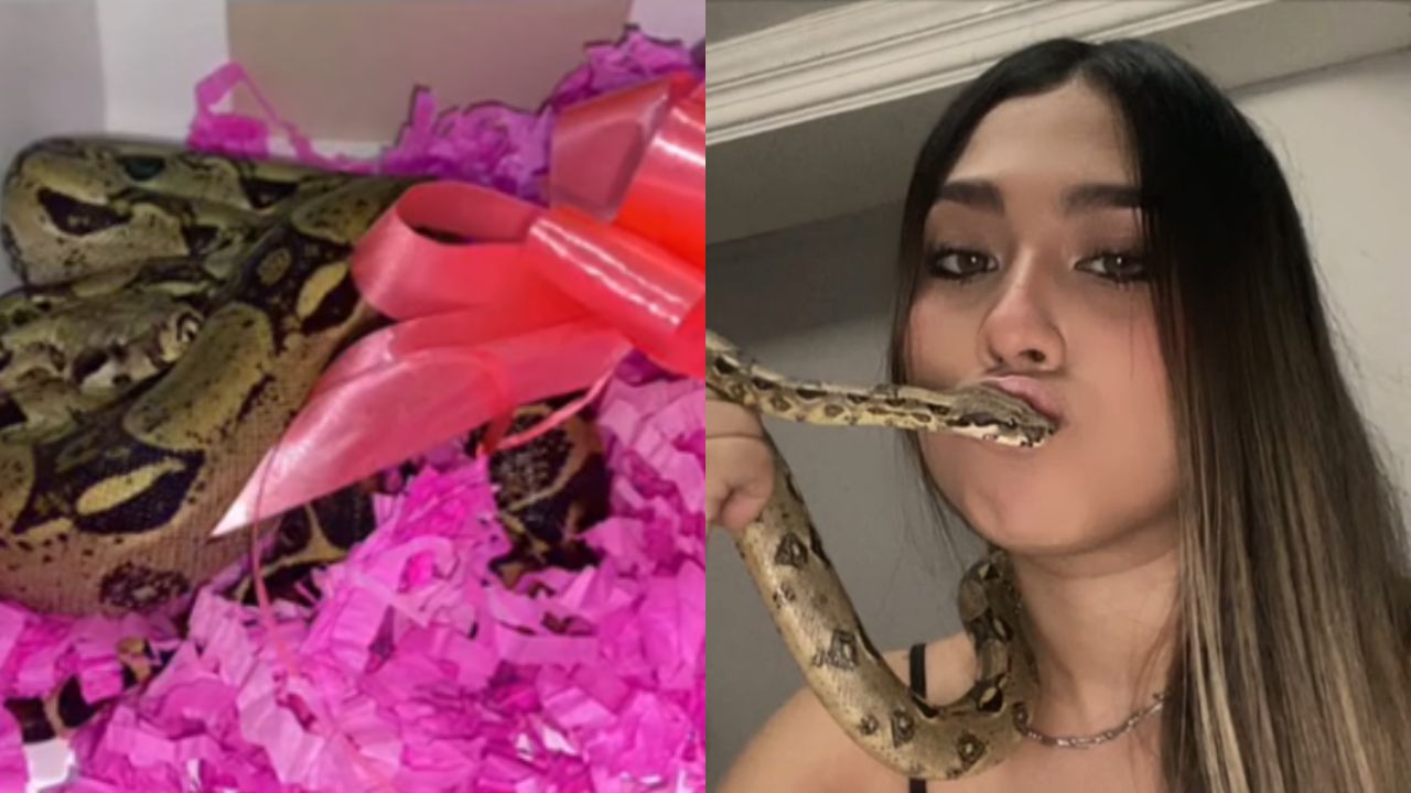 ¿Buen detalle? Novio le regala una serpiente a su pareja