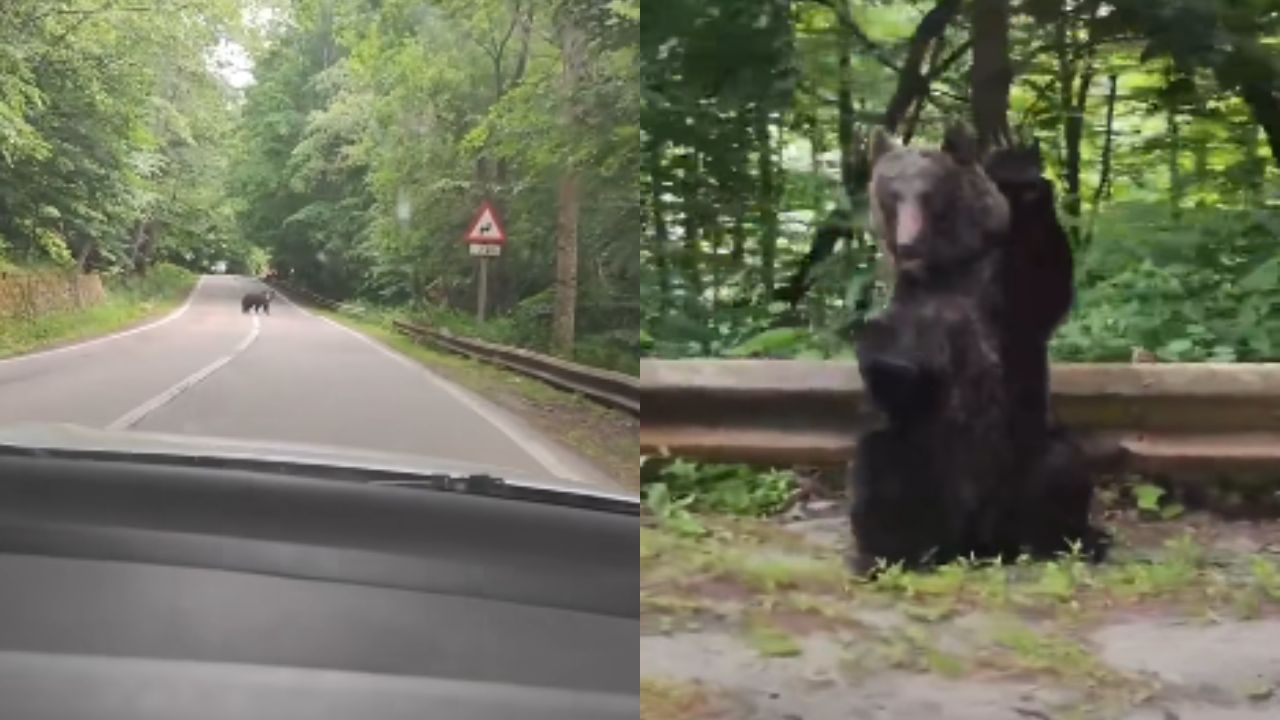'Hermoso gesto': Oso agradece a turistas que le cedieron el paso