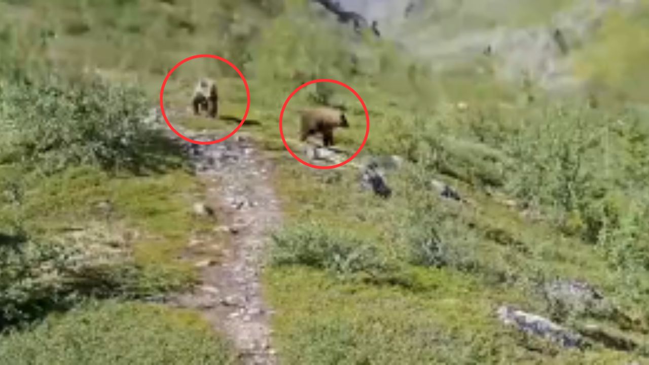 VÍDEO: Excursionista utiliza curioso recurso para salvarse de manada de osos que lo seguía