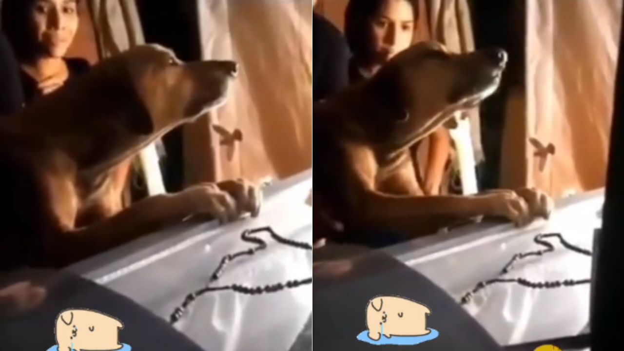 'El amigo más fiel': Perrito llora en el ataúd de su dueño; no se quiso alejar