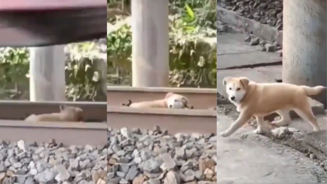 VÍDEO: Un perrito se salva de morir mientras dormía en las vías del tren