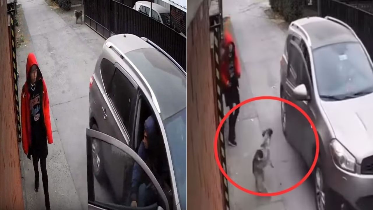 'Su ángel de la guarda': Perrito callejero salva a niña de ser secuestrada