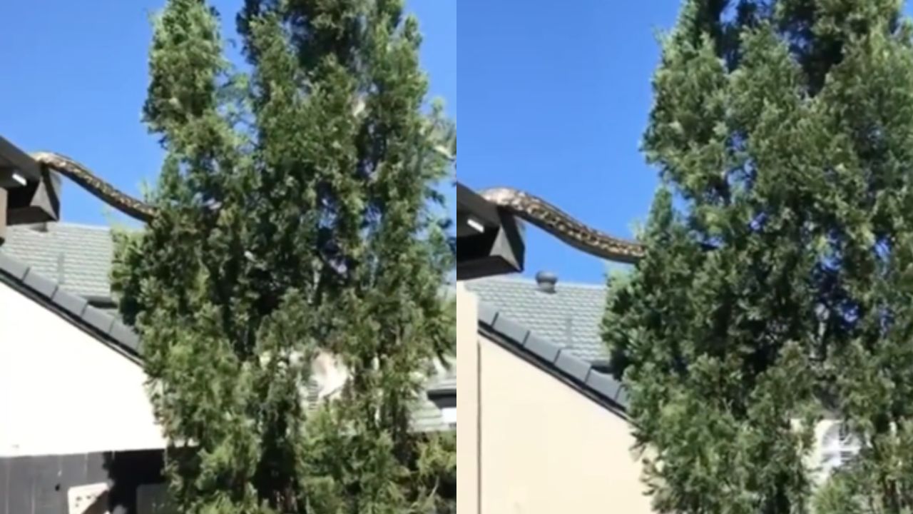 VIDEO: Enorme serpiente pitón atemorizó a una familia al trepar el techo de su casa