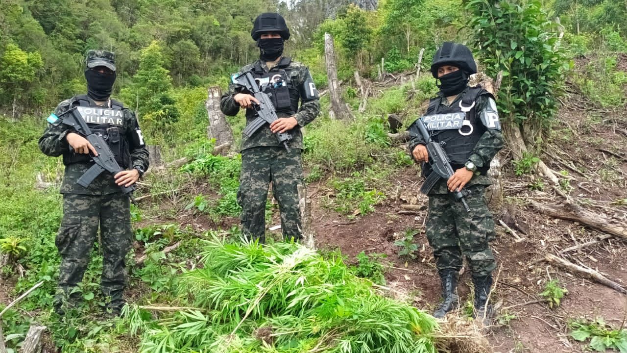 Incineraron al menos 100 mil plantas de supuesta marihuana en Yoro