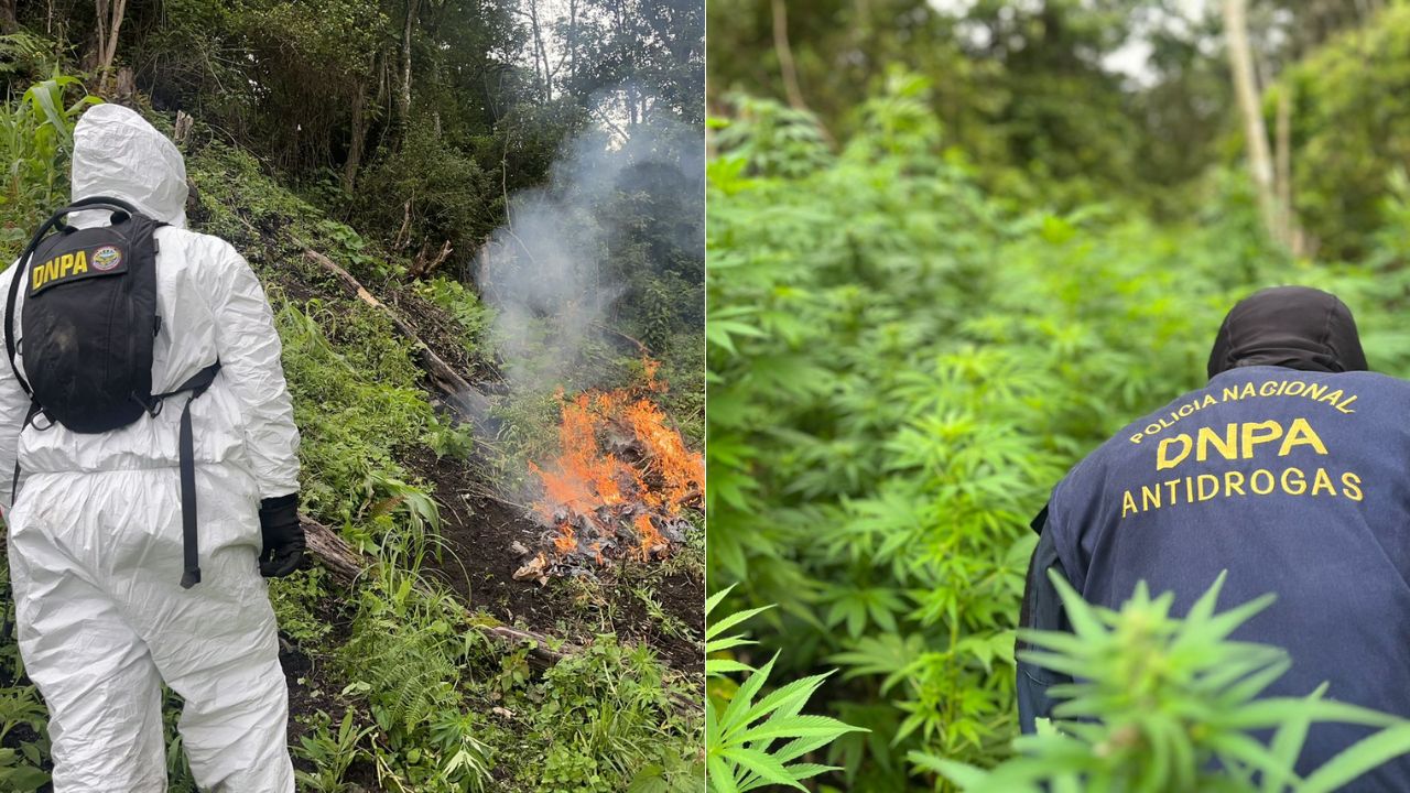 Destruyen más de 200.000 plantas de marihuana en operación antidrogas en Honduras