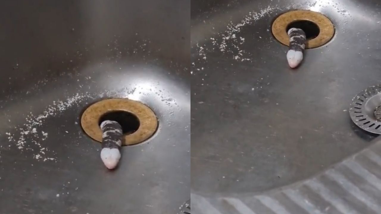 VÍDEO: extraño animal sale del lavaplatos de una cocina