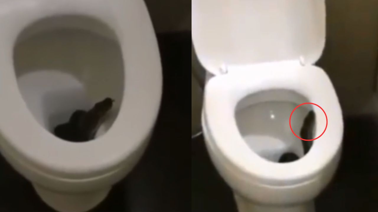 Terrorífica serpiente hace nido en un inodoro y saca su cabeza buscando una presa