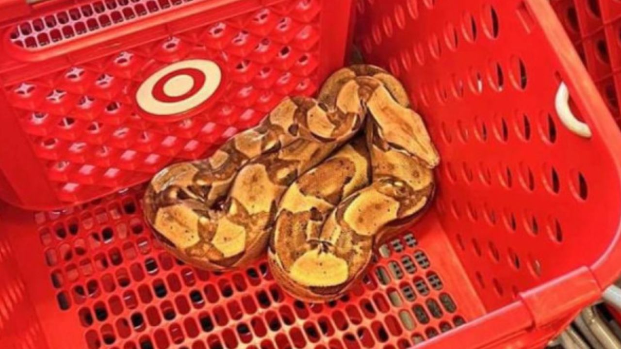 Hallan una boa dentro de la carreta de un supermecardo