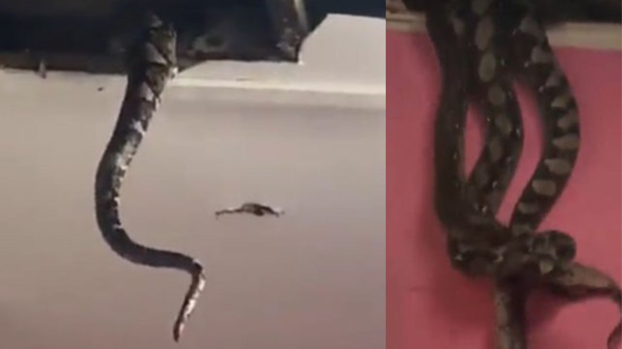 VÍDEO: Encuentran nido de pitones gigantes en el techo de una casa