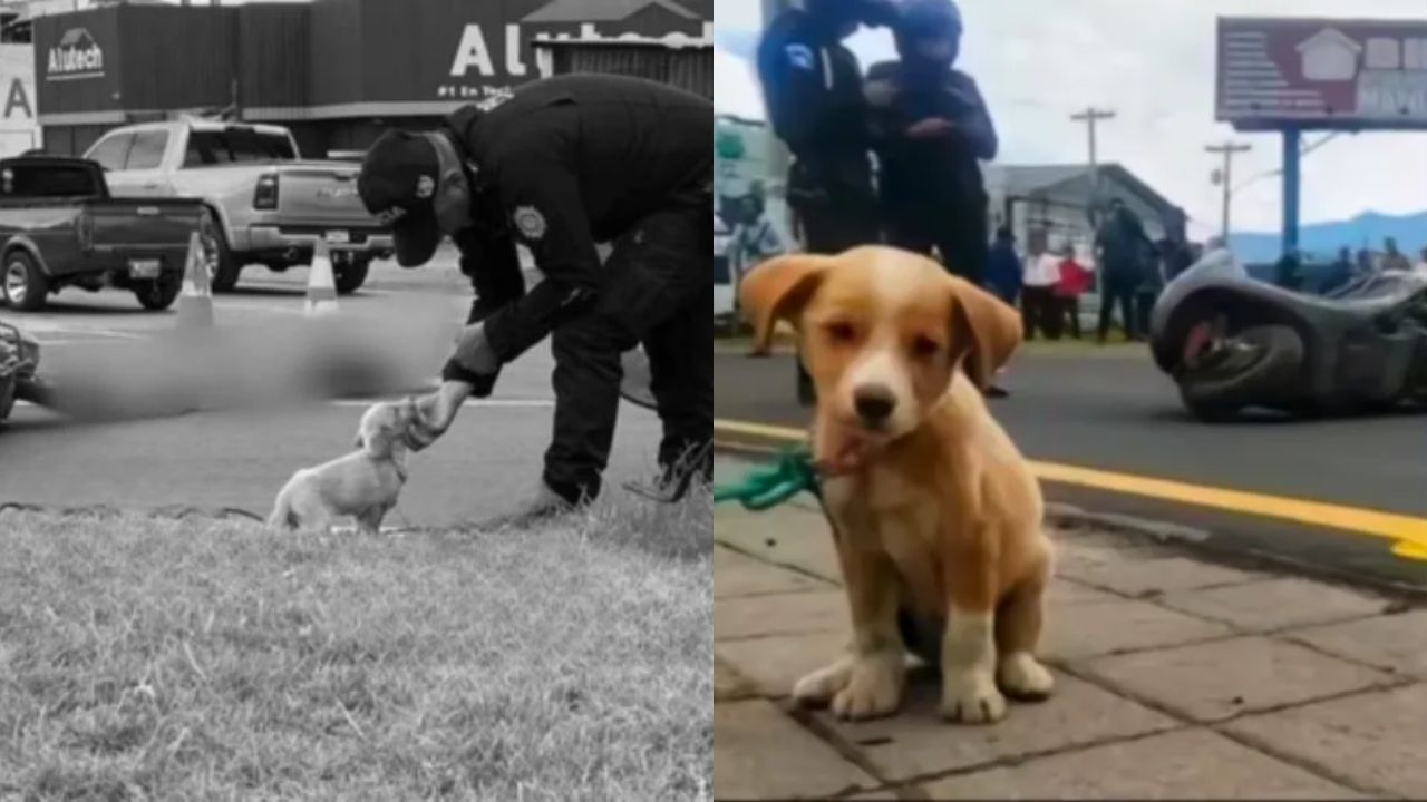 La imagen de Botas ha conmocionado a muchos internautas. Foto: Diseño HRN