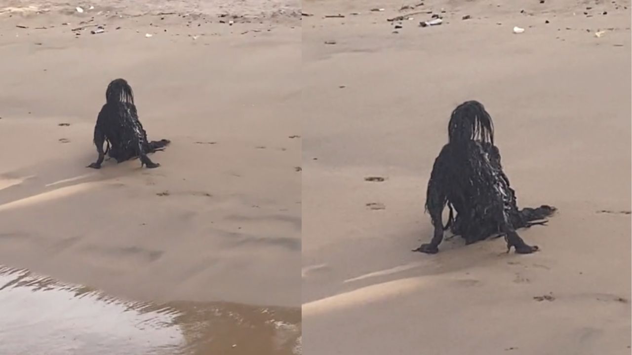 'Estoy loco': confunden a animal con el 'Teke Teke' en playa de Panamá