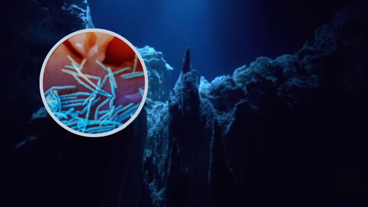 ¿Representa un peligro para los humanos?, hallan raro virus en la profundidad del mar