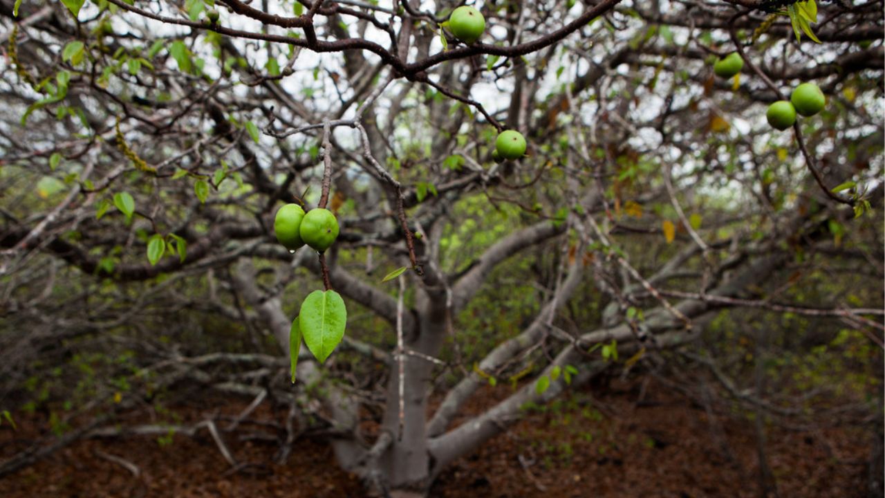 Esto se conoce del ‘árbol de la muerte’ cuya fruta ya registra primeras víctimas, ¿dónde crece?
