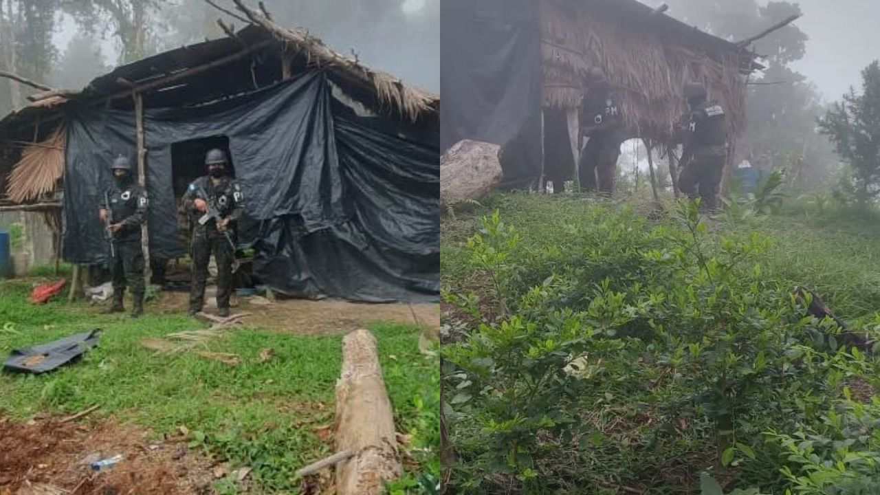 PMOP asegura 63 mil arbustos de hoja de coca en Arizona, Atlántida