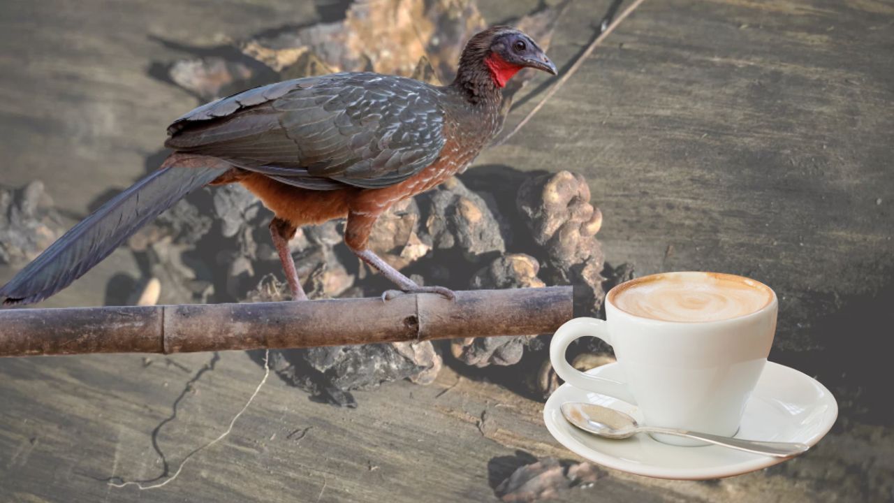 El lujoso café brasileño extraído de los excrementos de un pájaro