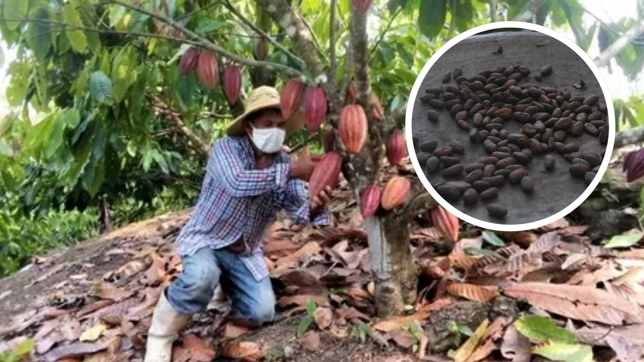 Imagen de Líderes del cacao impulsan producción sostenible y rentable en Latinoamérica