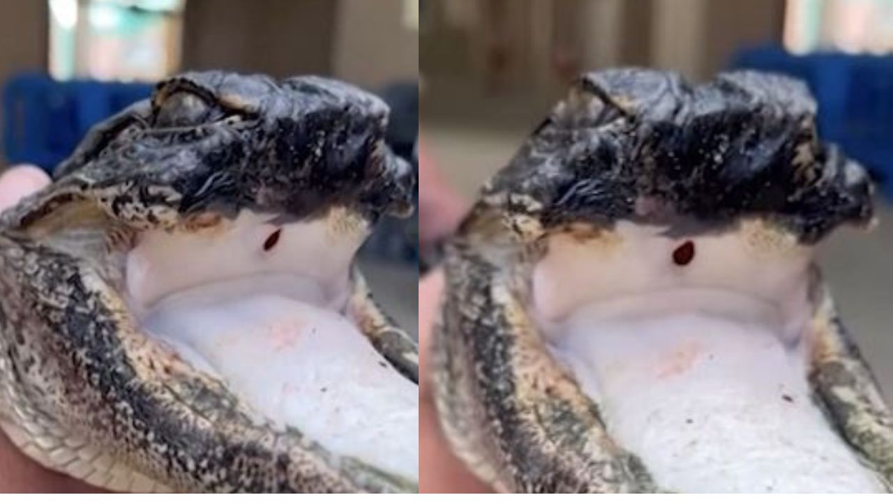 Imagen de Hallan a caimán sin mandíbula  superior, así luce