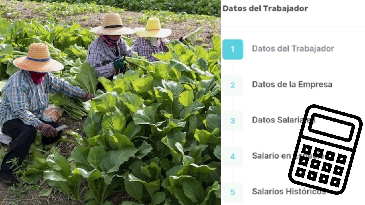 ¿Quieres renunciar al trabajo? Así puedes sacar el cálculo de prestaciones en línea