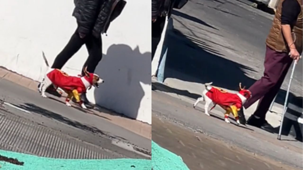 'El Chesperrito': captan al perro del Chapulín Colorado