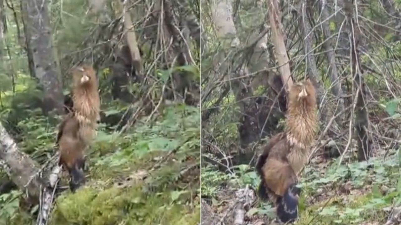 Imagen de VIDEO: Captan misterioso animal que se creía 'extinto'
