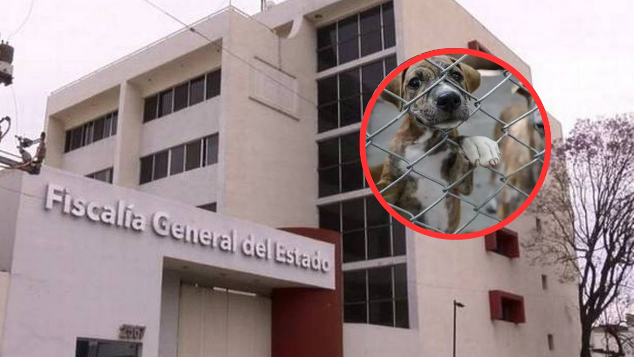 Imagen de Hombre mató de hambre a un ‘lomito’, lo mantuvo en una terraza por dos años