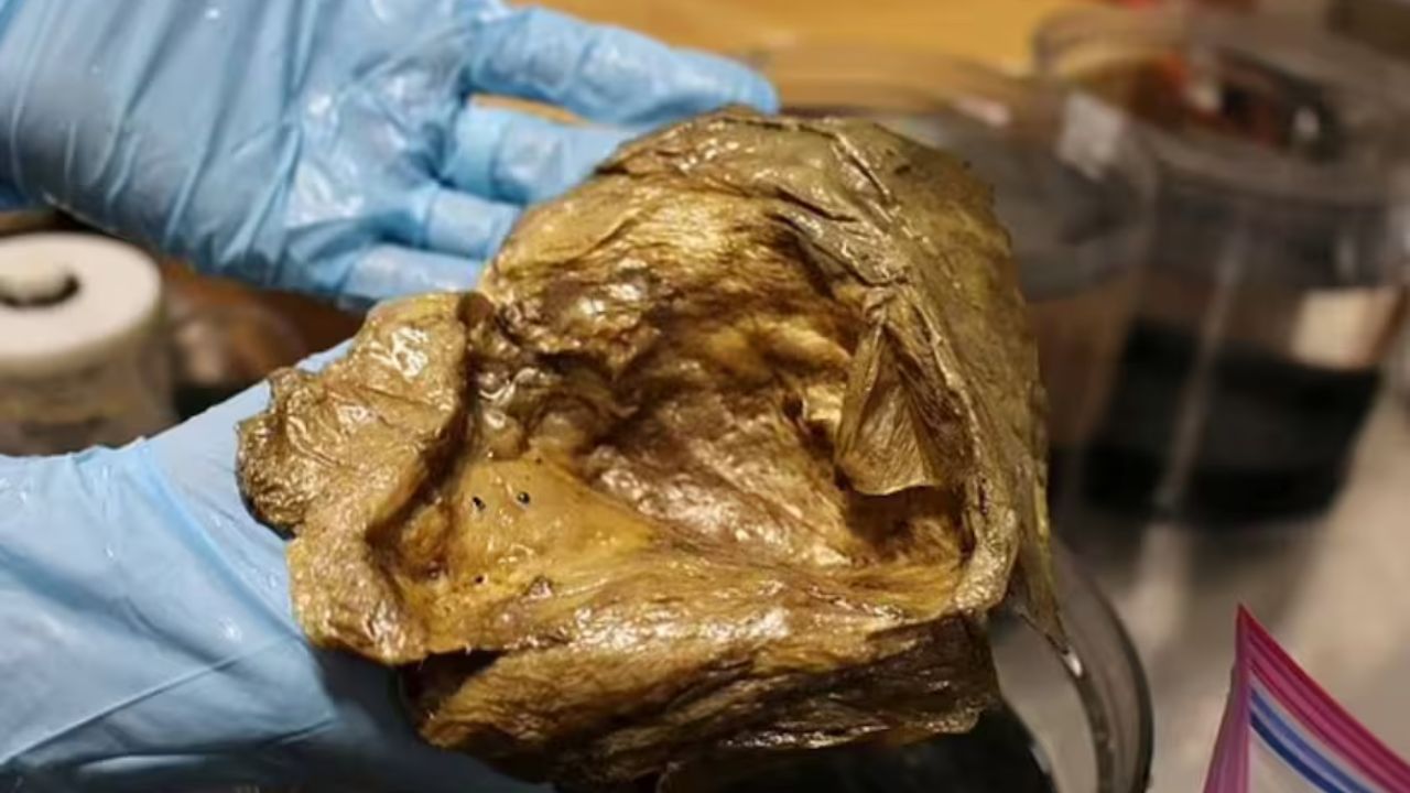 Imagen: Hallan extraña criatura con textura similar a la piel humana, revelan qué es