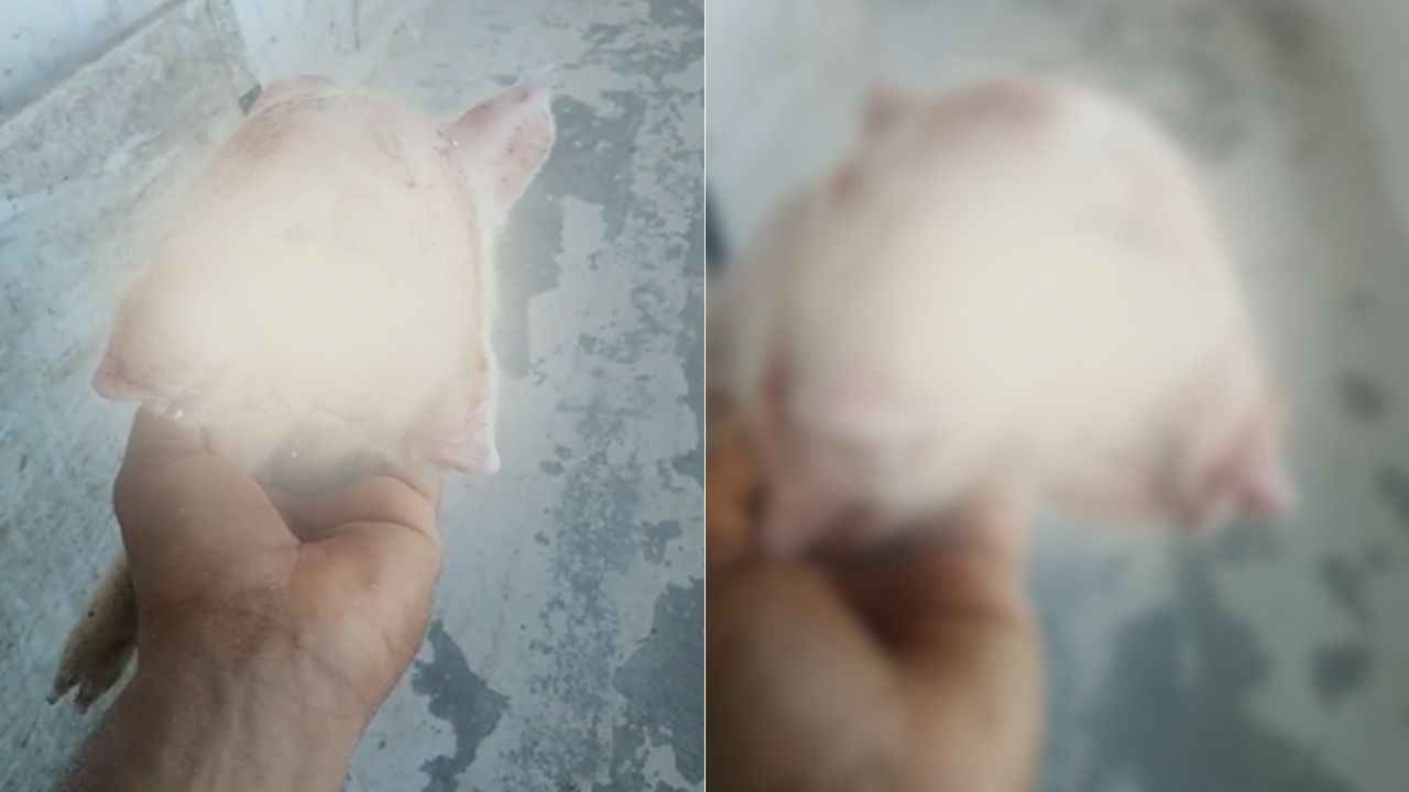 Imagen de 'Un fenómeno': Hallan extraño animal de dos cabezas