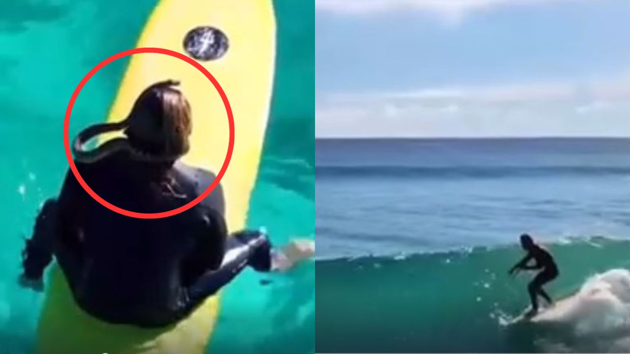 Video capta a hombre surfeando con serpiente enrollada en su cuello