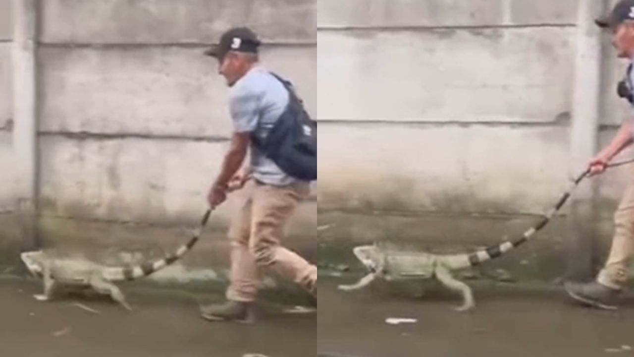 'Un perro iguana': captan a hombre paseando a su insólita mascota Imagen principal de 'Un perro iguana': captan a hombre paseando a su insólita mascota